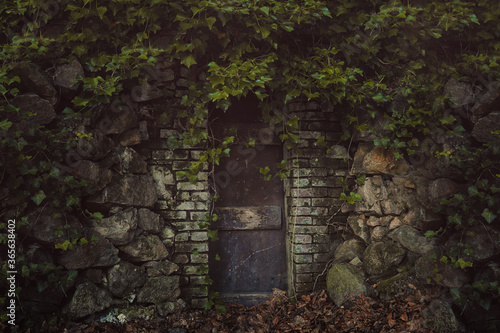 Obraz na plátne Strange door covered by ivy