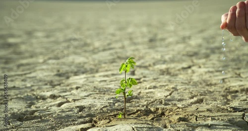 Close-up, the hand of a young man watering a green plant growing on dry ground. Slow motion