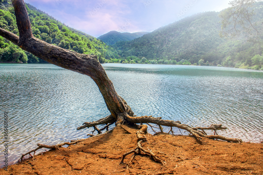 Alone dry tree of the Borabay lake. The roots of this tree are on the ground. Borabay lake is a beautiful lake between the mountains. The lake is in Amasya city of Turkey.