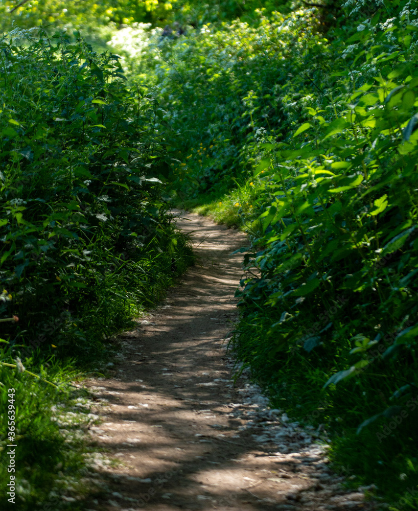 Woodland path