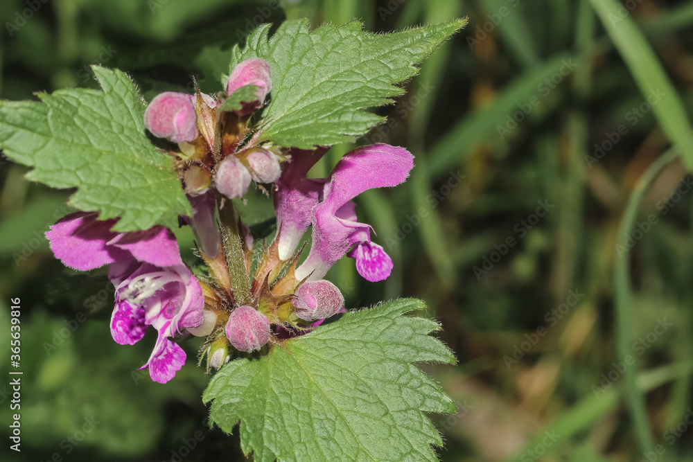 Blüte der Roten Taubnessel, Lamium Purpureum Blüte der Roten Taubnessel, Lamium Purpureum