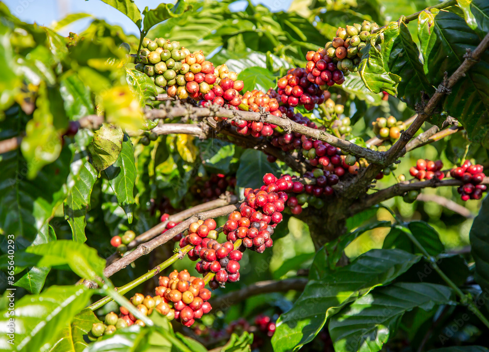 Ripening fruits of the coffee tree in Vietnam