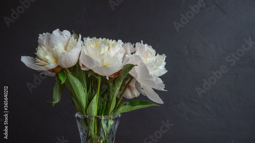 Beautiful and lush white peonies in a vase on a black background,