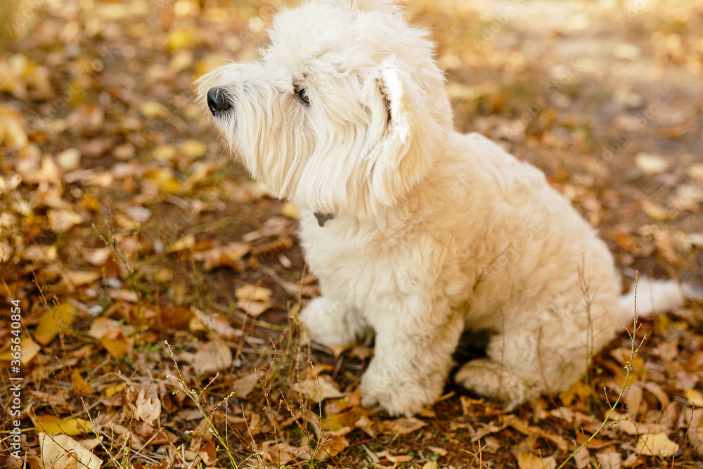 Best friend of the people is DOG. Cute little fluffy white dog is standing on the hind legs and asking for sweets. WEST HIGHLAND WHITE TERRIER. Best friend of the people is DOG. Cute little fluffy white dog is standing on the hind legs and asking for sweets. WEST HIGHLAND WHITE TERRIER.
