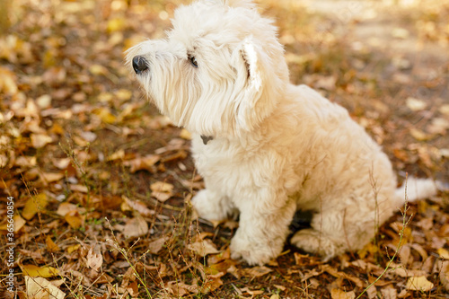 Best friend of the people is DOG. Cute little fluffy white dog is standing on the hind legs and asking for sweets. WEST HIGHLAND WHITE TERRIER.