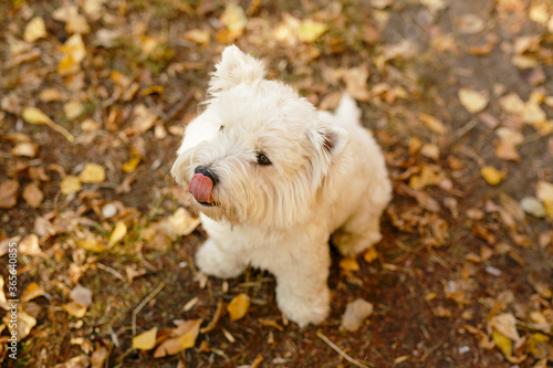 Best friend of the people is DOG. Cute little fluffy white dog is standing on the hind legs and asking for sweets. WEST HIGHLAND WHITE TERRIER.