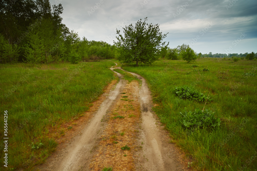 View of a dirt road in a spring forest on a cloudy day.