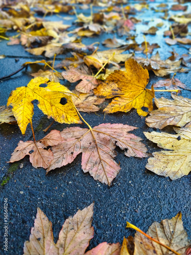 Autumn: trees are shedding their leaves, getting ready for the winter. Beautiful maple leaves on wet asphalt. 