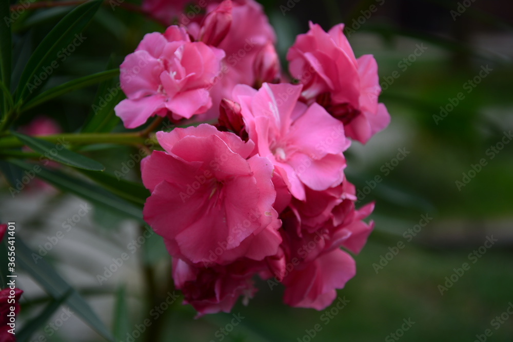 pink and white flowers pink and white flowers