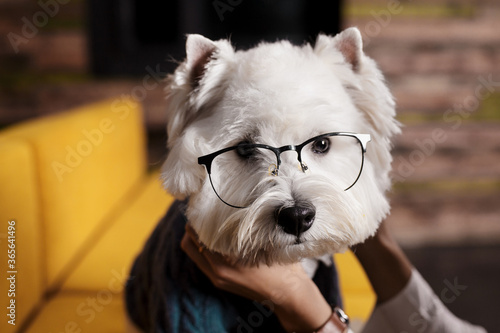 Close-up portrait of White fluffy dog in suit with glasses. DOG BOSS. Bright banner for business and school or university education. SELFEDUCATION. photo