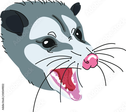 Angry wild opossum screaming and growling vector cartoon illustration