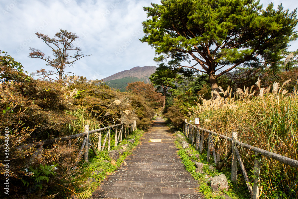 Paved walkway with wooden fence between tall Maiden Grass (Miscanthus) and autumn trees and plants in Unzen Golf Course in Unzen-Amakusa National Park with Unzen mountains in the background, Japan
