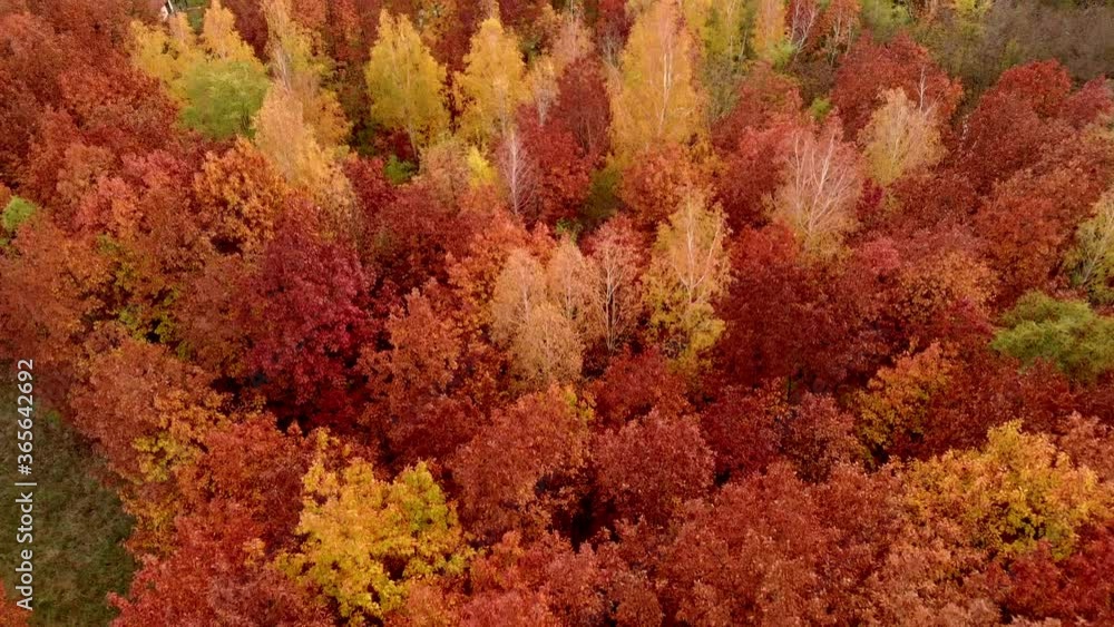 autumn leaves background autumn leaves background