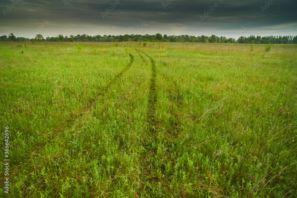 Obraz premium View of a dirt road in a spring forest on a cloudy day.