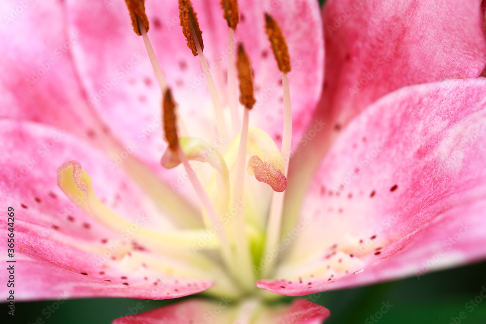 Pink lily flower. Natural background. Blooming in the park in summer
