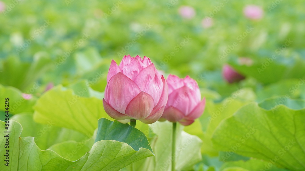 Lotus flower in Ueno Park, in Tokyo 
