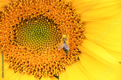 Sunflowers are beautiful plants © katee87