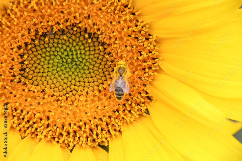 Sunflowers are beautiful plants Sunflowers are beautiful plants