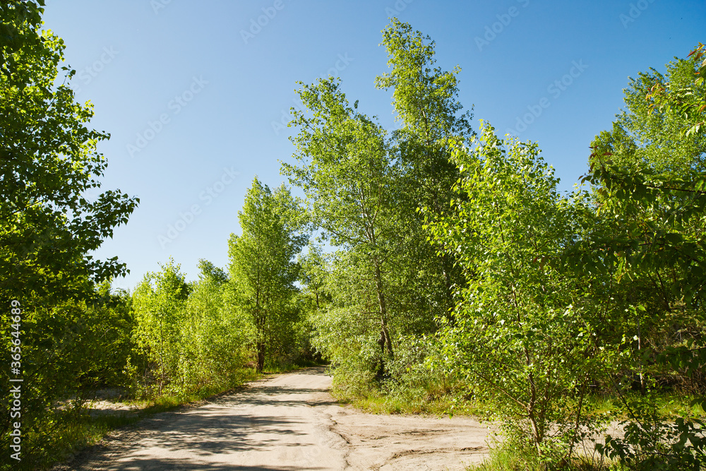 Fototapeta premium Panoramic view of deciduous forest in spring.