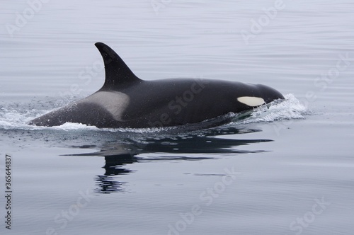 Orca in calm sea in Shiretoko, Japan シャチと凪いだ海 知床羅臼