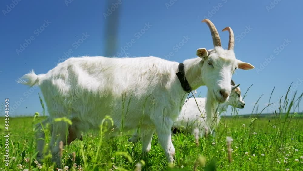 Two goats grazing on the green meadow in a sunny day Two goats grazing on the green meadow in a sunny day