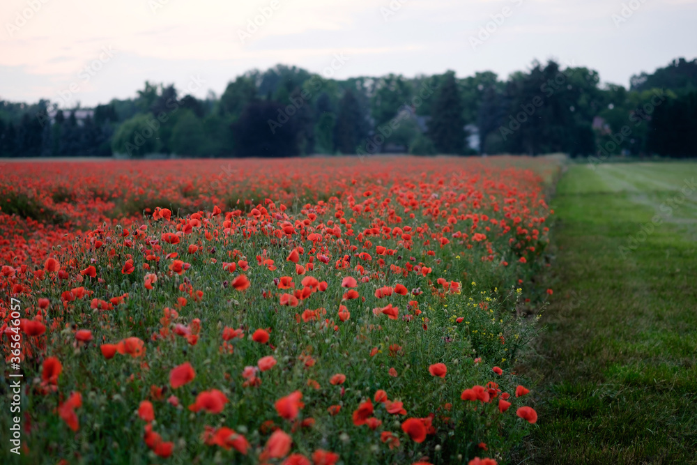 Beautiful landscape with the field with red poppies.