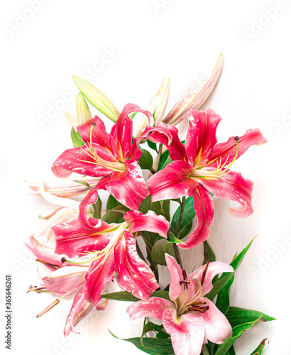 Beautiful, red Lily flowers, scattered on a white background, close-up.