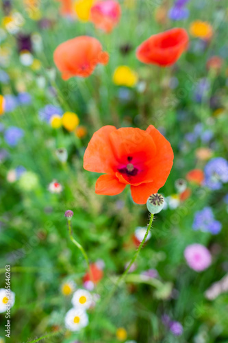Macro of red poppies in the field of other wildflowers.
