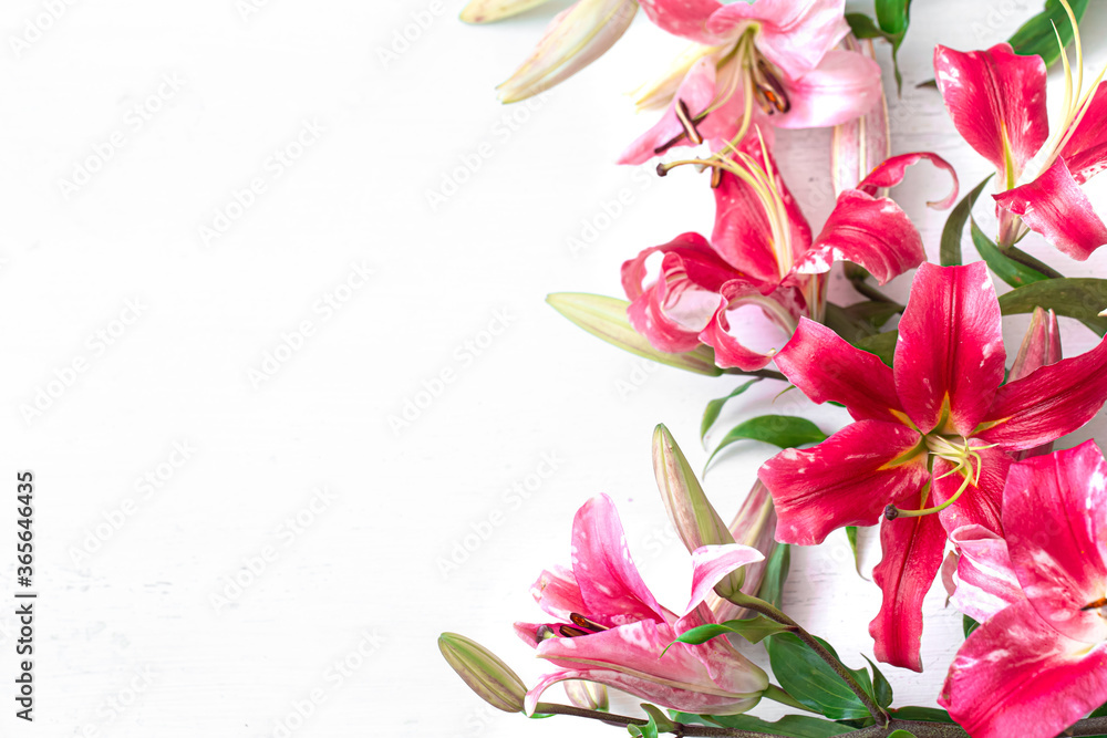 Beautiful, red Lily flowers, scattered on a white background, close-up.