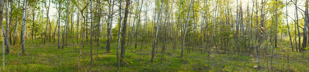 Panoramic view of deciduous forest in spring. Panoramic view of deciduous forest in spring.