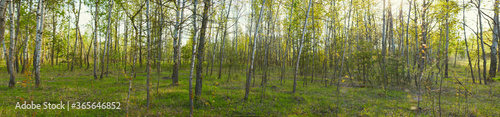 Panoramic view of deciduous forest in spring.