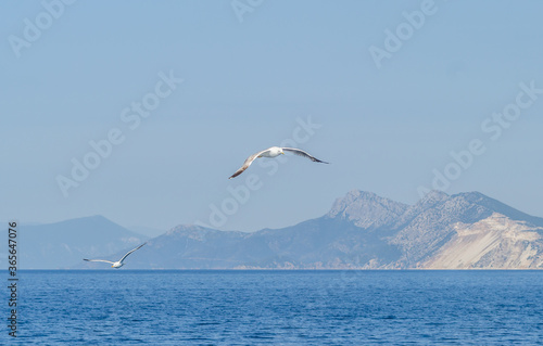Sea gull in a natural environment 