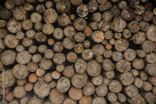 Stacked wood pine timber for construction buildings Background. Pile of chopped fire wood. Wooden background.