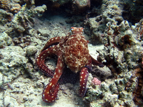 Octopus. Big Blue Octopus on the Red Sea Reefs.