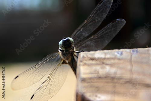 close up of dragonfly