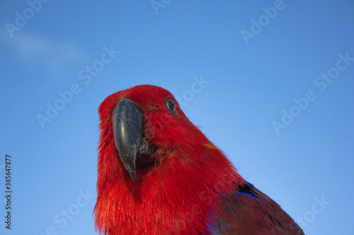scarlet macaw on blue sky