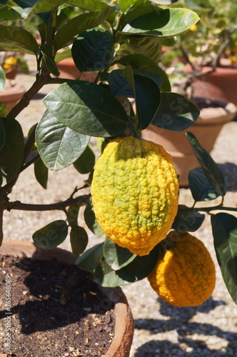 Particular variety of citrus (Cirrus Aurantium Foliis Variegatis) in the Boboli garden in Florence, Tuscany, Italy photo