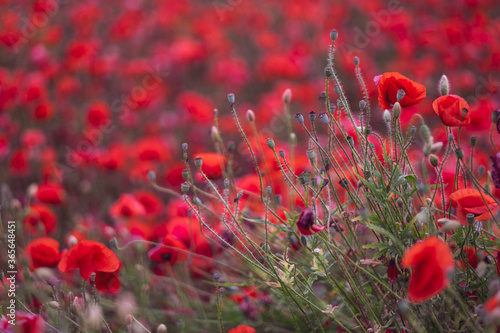 Field of beautiful red bloming poppies.