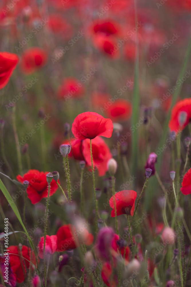 Fototapeta premium Field of beautiful red bloming poppies.
