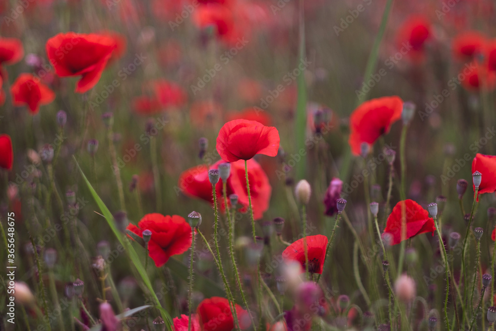 Field of beautiful red bloming poppies.