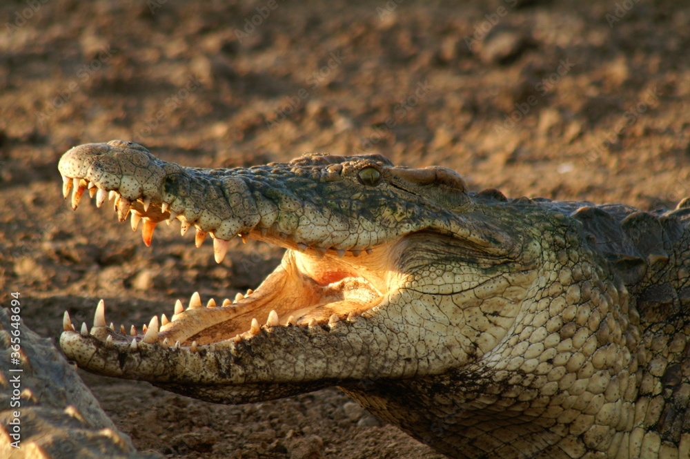 Fototapeta premium crocodile in the water