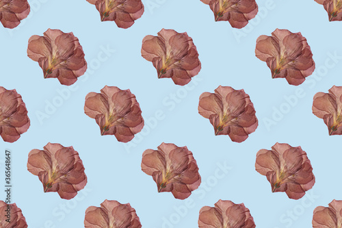 Dry red flower seamless trend pattern isolated on blue background. Herbarium. Top view