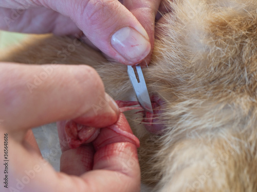 Veterinarian cuts the spermatic cord with a scalpel during castration of a male cat photo