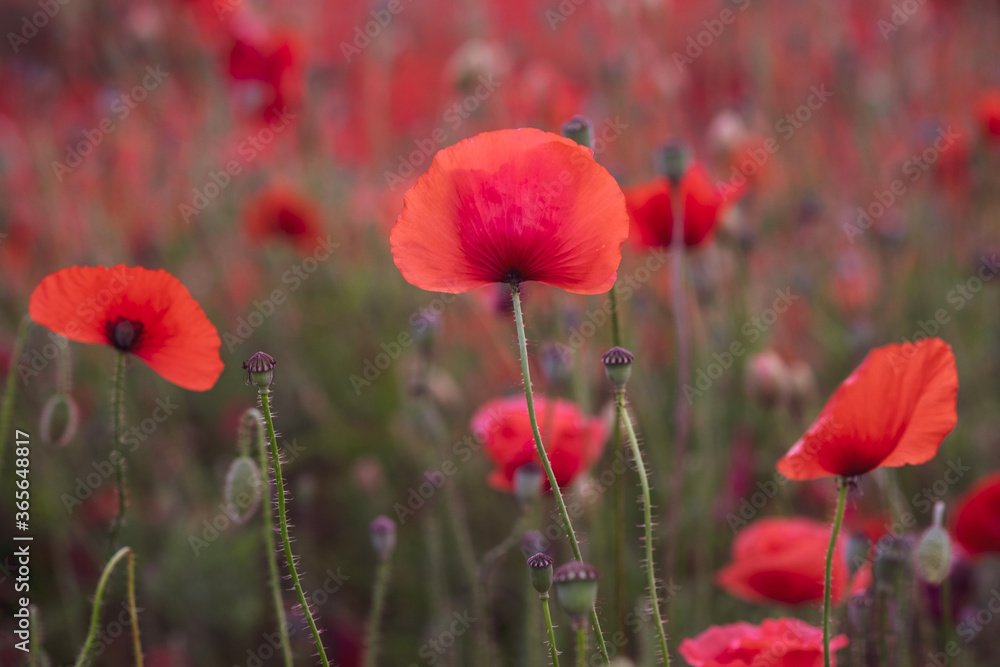 Fototapeta premium Field of beautiful red bloming poppies.