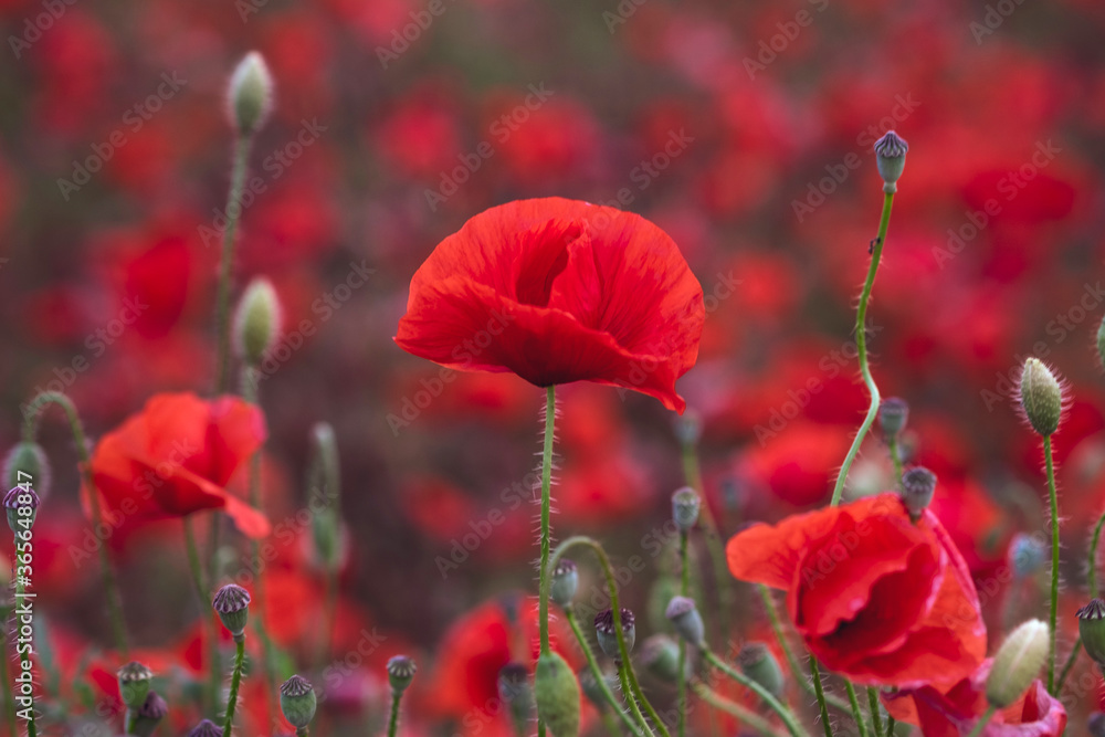 Obraz premium Field of beautiful red bloming poppies.