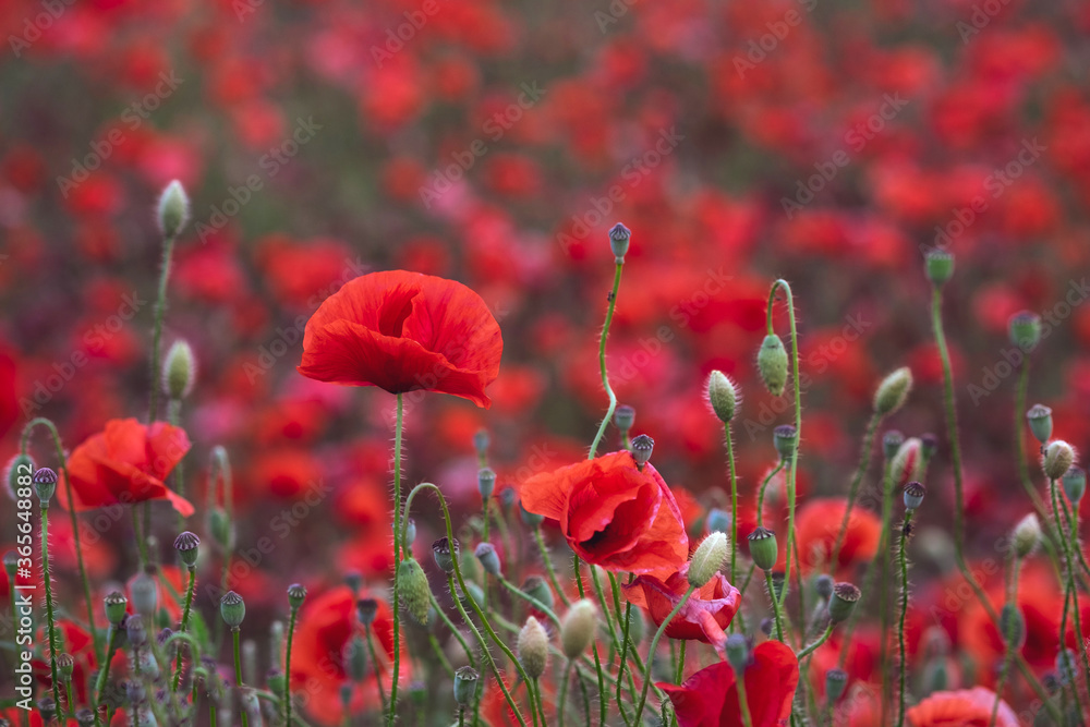Obraz premium Field of beautiful red bloming poppies.
