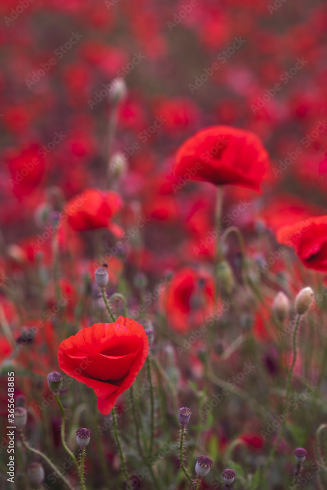 Fototapeta premium Field of beautiful red bloming poppies.