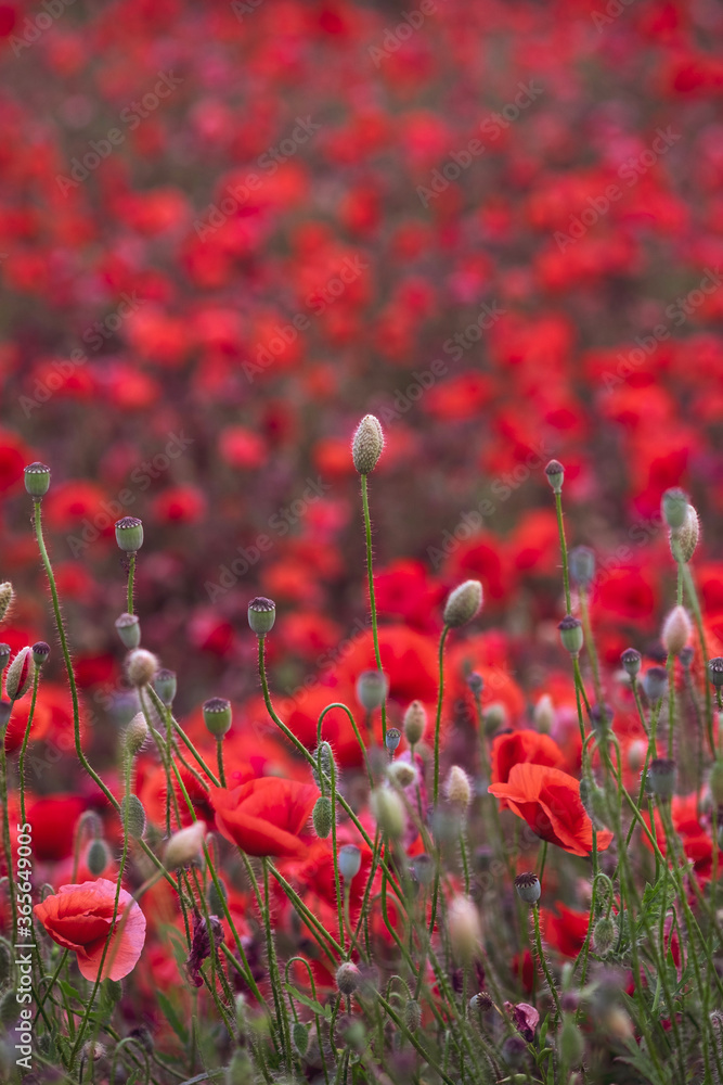 Obraz premium Field of beautiful red bloming poppies.