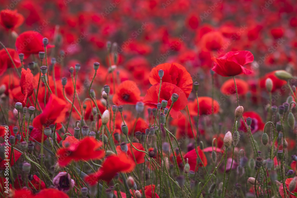 Obraz premium Field of beautiful red bloming poppies.