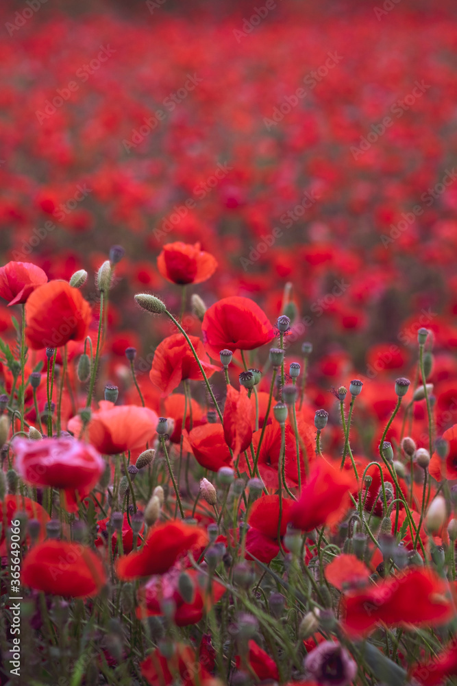 Obraz premium Field of beautiful red bloming poppies.